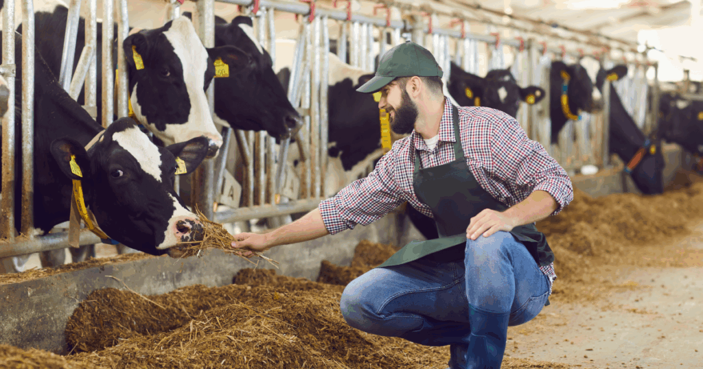 Farmer feeding cows on a cattle farm with fresh hay in a clean, modern barn.