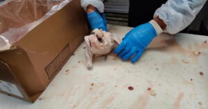 Featured image for how to store fresh meat: How to Store Fresh Meat Like a Professional Butcher